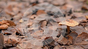 Toadstool in a forest in autumn