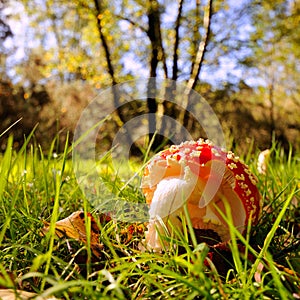 Toadstool on forest floor