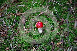 Pilz Wald zwischen a mech 