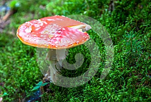 Toadstool in the forest