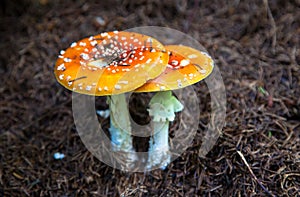 Toadstool in the forest