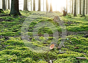 Toadstool in forest in sunrise