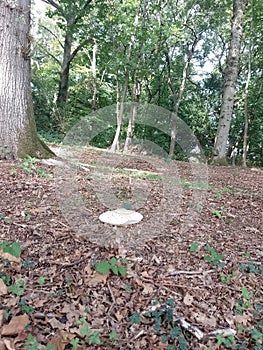 Toadstool in the forest, woodland, fairy's, climate change, affect on woodland, hills, forest, English country side