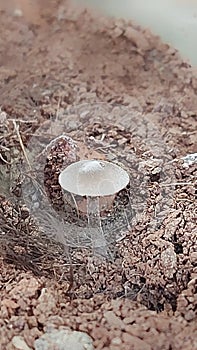 Toadstool Fungus Detritivore photo