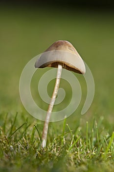 Toadstool (Genus: Mycena)