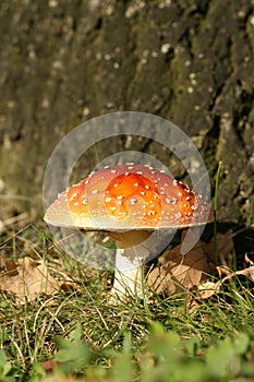 Toadstool in the grass