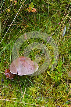 Toadstool grebe fungus dabchick in wet forest