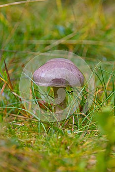 Toadstool grebe fungus dabchick in wet forest