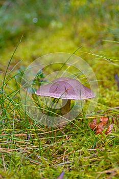 Toadstool grebe fungus dabchick in wet forest