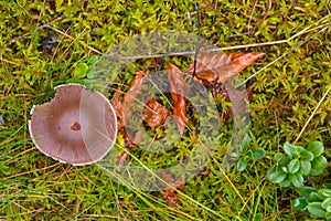 Toadstool grebe fungus dabchick in wet forest