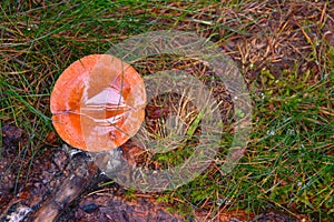 Toadstool grebe fungus dabchick in wet forest