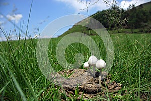 Toadstool growing in Cow Dung