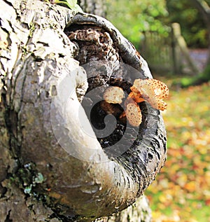 A Toadstool Growing in the Hollow of a Tree