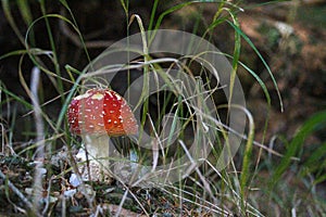 Toadstool
