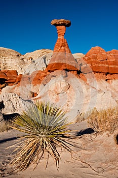 Toadstool Hoodoo