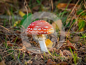 Toadstool with its red hat and white dots stands on the forest floor