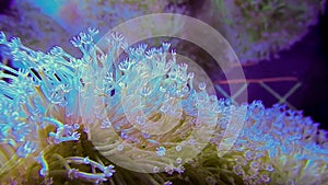 Toadstool leather coral polyps dancing in flow