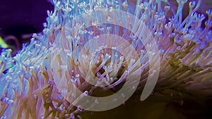 Toadstool Leather Coral Polyps in Motion