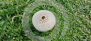 toadstool (Macrolepiota procera or Lepiota procera lepiota )