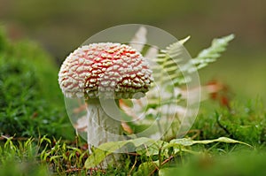 Toadstool in the moss and ferns
