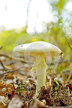 Toadstool mushroom