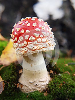 Toadstool mushroom