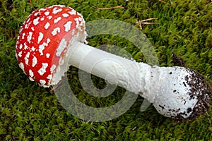 Toadstool mushroom
