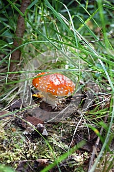 Toadstool mushroom