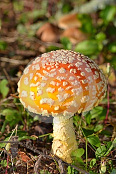 Toadstool Mushroom