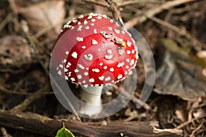 Toadstool Mushroom in Detail with white dots