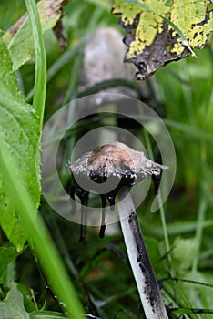The toadstool mushroom. dung beetle