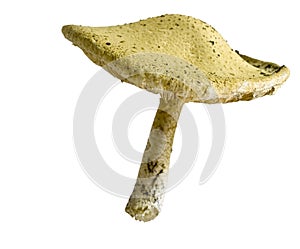 Toadstool mushroom fungi