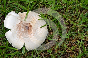 Toadstool mushroom fungi cup closeup