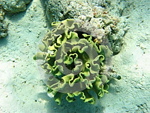 Toadstool mushroom leather coral