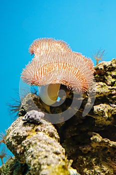 Toadstool Mushroom Leather Coral