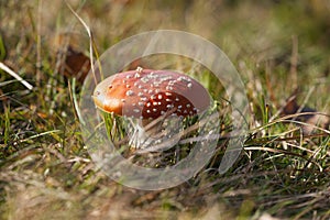 Toadstool mushroom