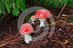 Toadstool Mushrooms