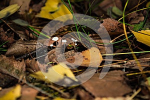 Toadstool mushrooms in the forest