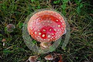 Toadstool poison mushroom in the forets