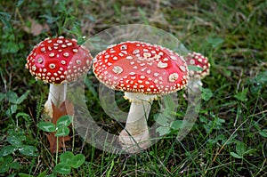 Toadstool poison mushroom in the forets