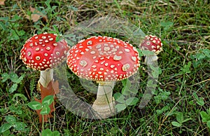 Toadstool poison mushroom in the forets