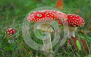 Toadstool poison mushroom in the forets