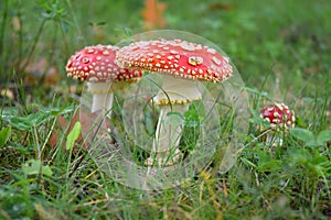 Toadstool poison mushroom in the forets