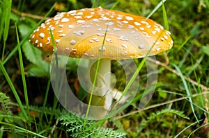 Toadstool photo