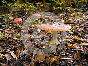 Toadstool red