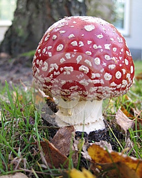 Toadstool Red with white mushroom