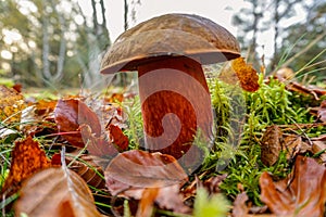 Toadstool Satan`s tubling in the