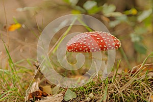 Toadstool