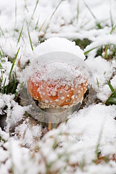 Toadstool in snow