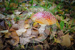 a toadstool stands on the meadow surrounded by autumn leaves